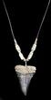 Fossil Mako Shark Tooth Necklace #36575-1